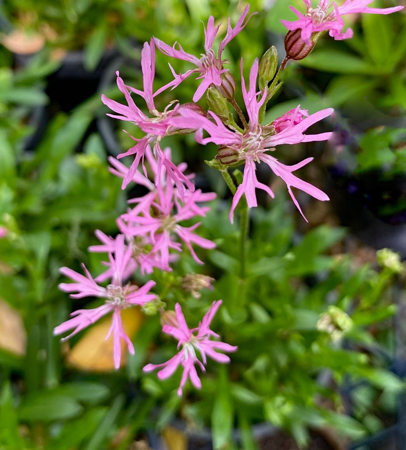 Silene hookeri