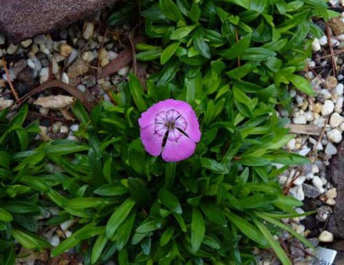 Dianthus alpinus