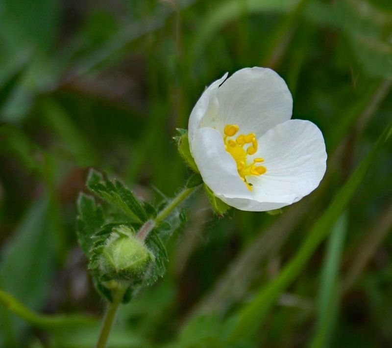 Drymocallis (Potentilla) rupestris 'Nana'