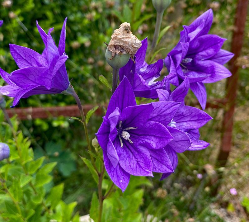 Platycodon grandiflorus Plena