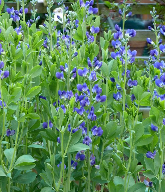 Baptisia australis