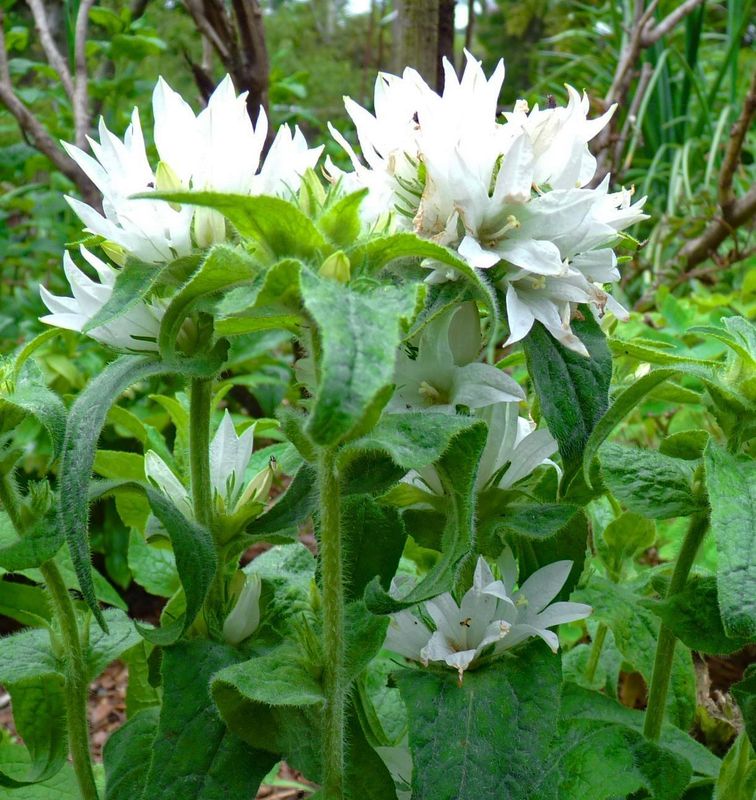 Campanula glomerata  'Schneekrone'