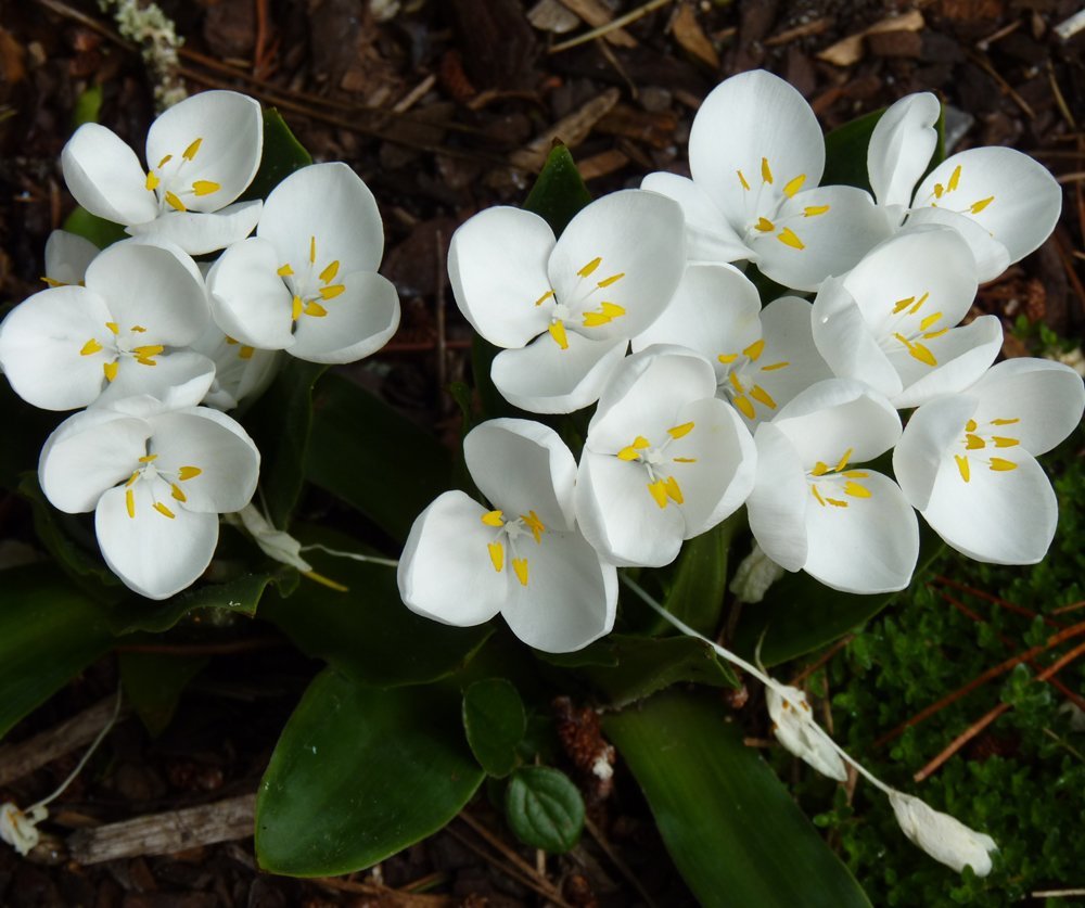 Weldenia candida