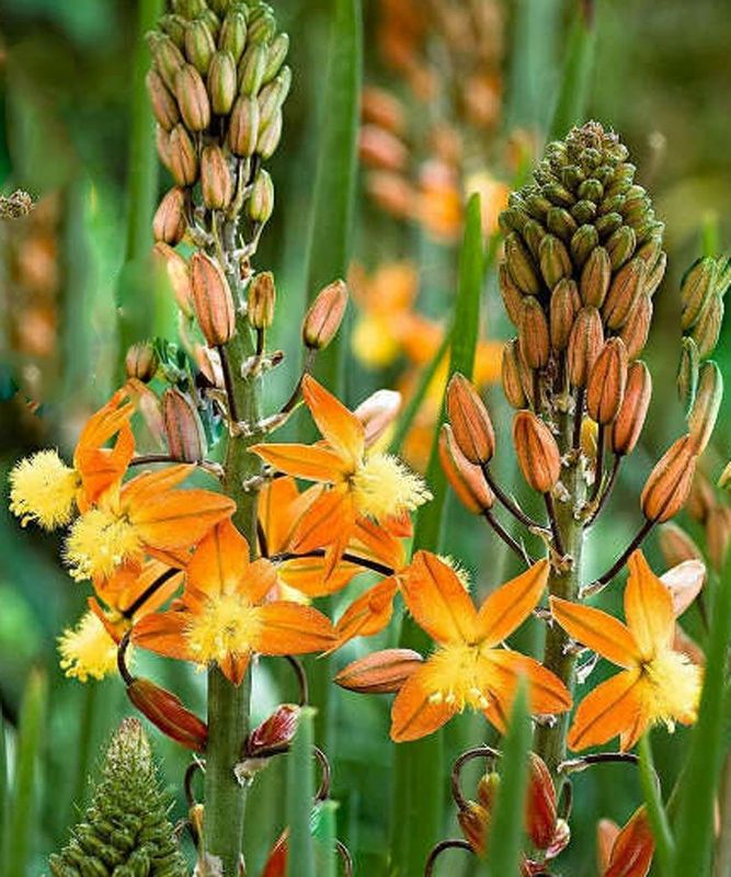 Bulbine frutescens 'Avera Sunset Orange'