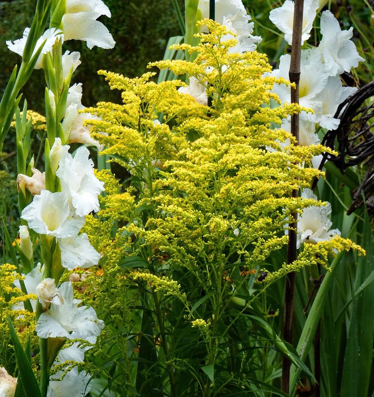 Solidago 'Evita'