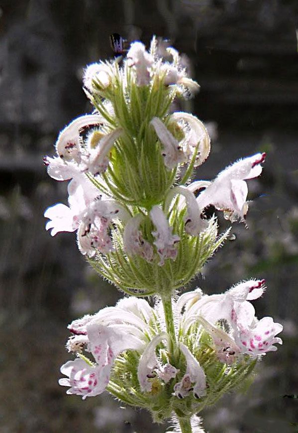 Nepeta troodi