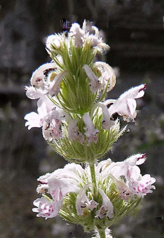 Nepeta troodi