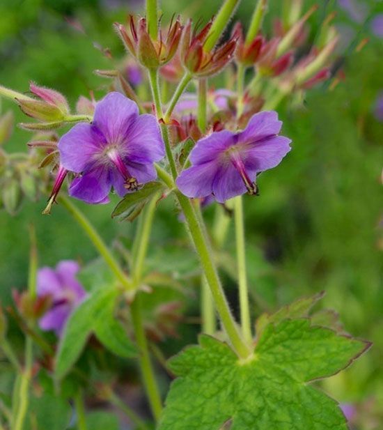 Geranium platyanthum   (Syn. G. eriostemon)