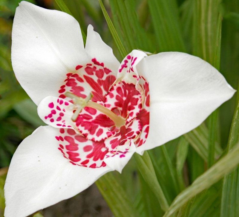 Tigridia pavonia
