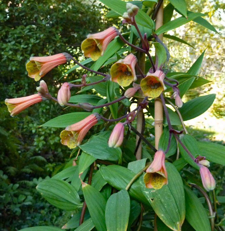 Bomarea edulis