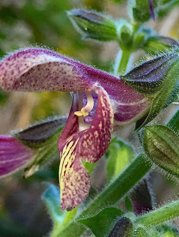 Salvia campanulata 'Lulu's Bumble'