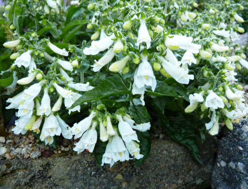 Penstemon hirsutus pygmaeus Alba