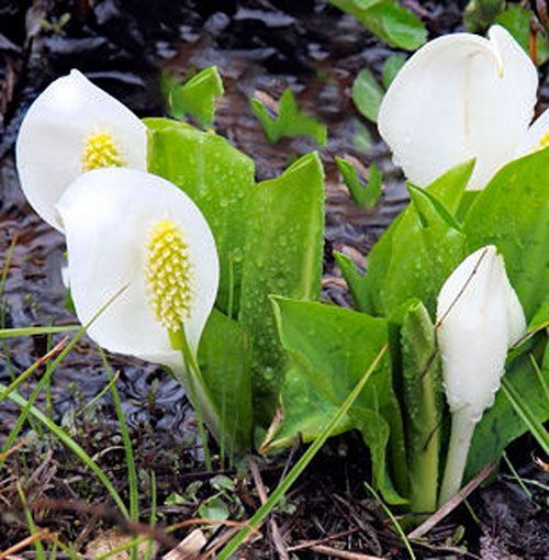 Lysichiton camtschatcensis