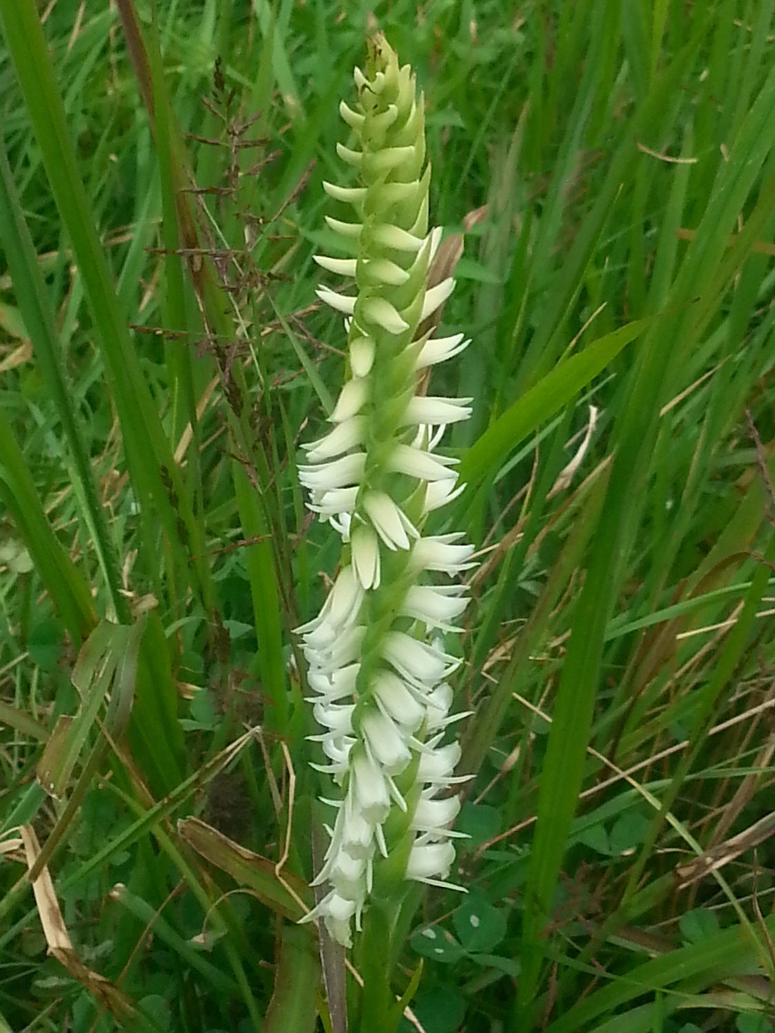 Spiranthes odorata  (Photo by Halpaugh)