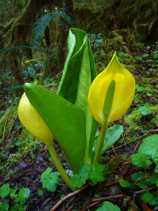 Lysichiton americanus  (Small)