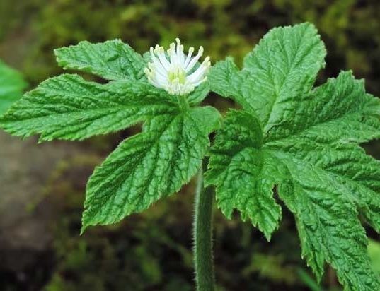 Hydrastis canadensis