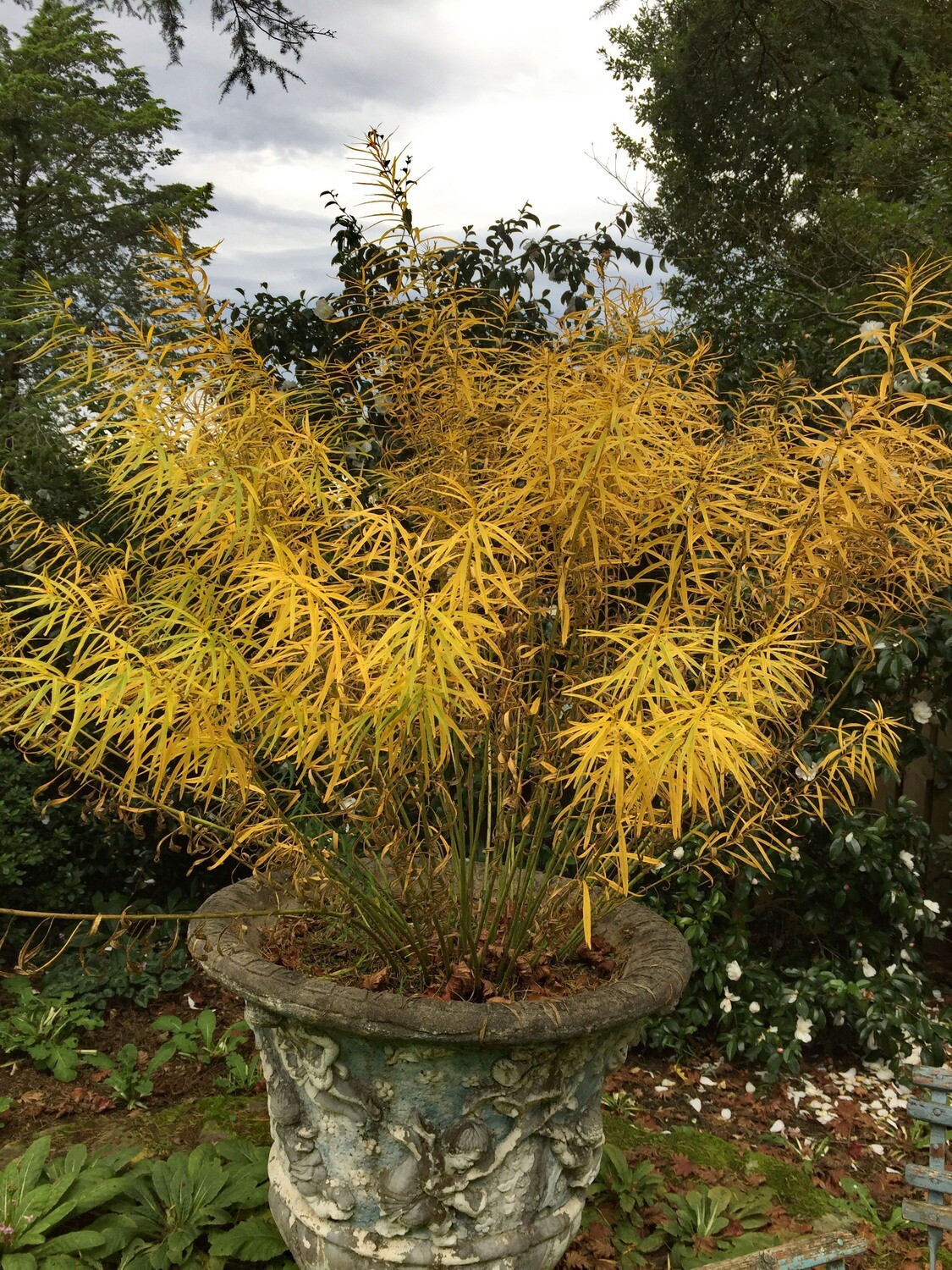 Amsonia hubrichtii