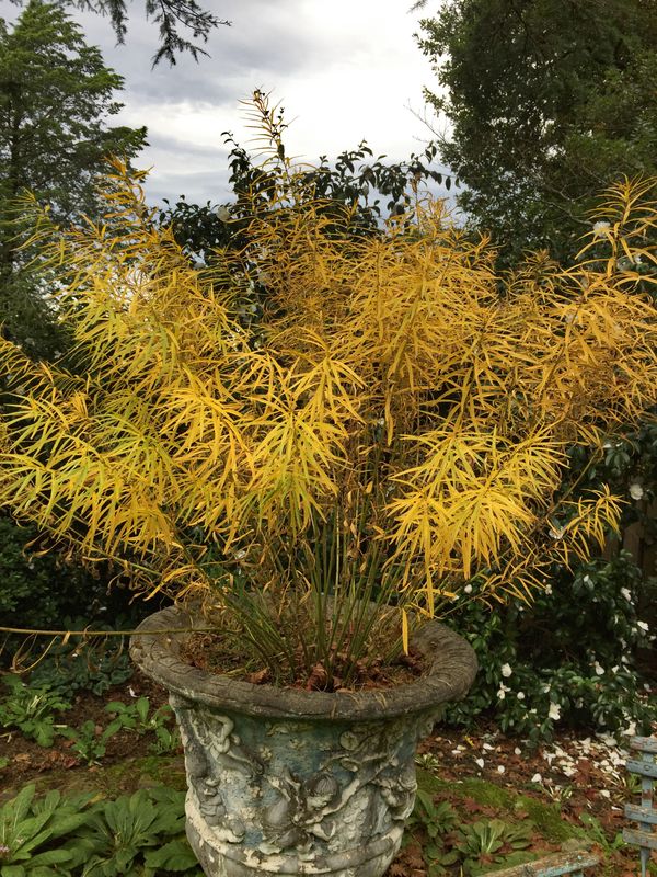 Amsonia hubrichtii