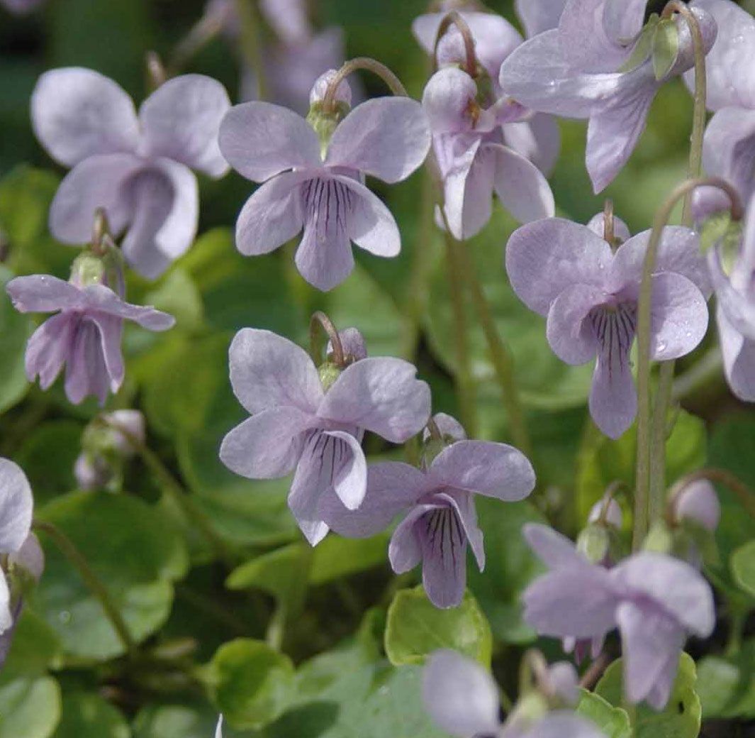 Viola Palustris Viola Palustris