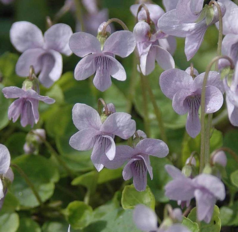 Viola Palustris