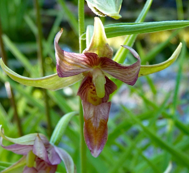 Epipactis 'Lowland Legacy' (E. gigantea x E. veratrifolia)