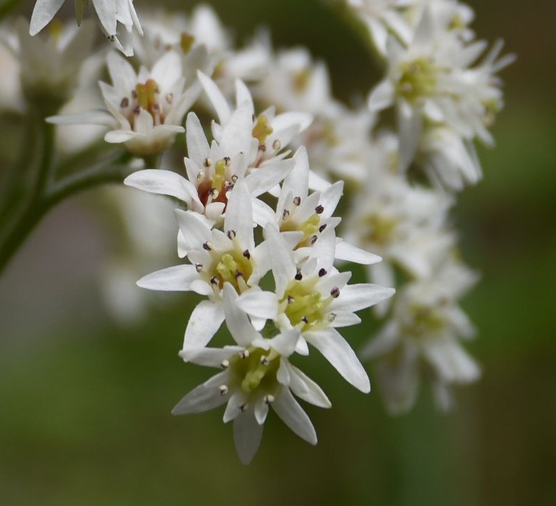 Mukdenia rossii  ( Aceriphyllum rossii)