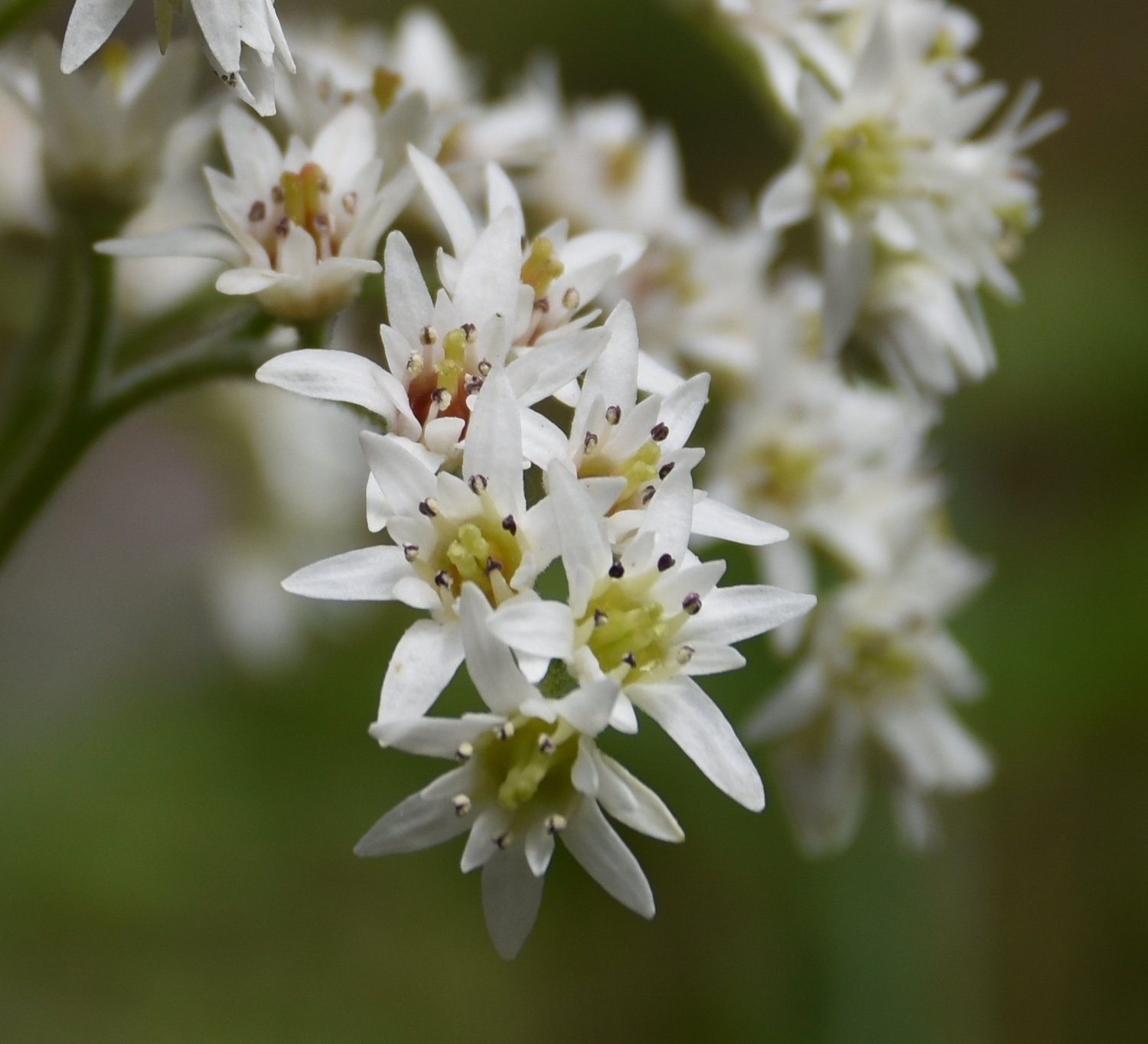 Mukdenia rossii ( Aceriphyllum rossii) Mukdenia rossii ( Aceriphyllum rossii)