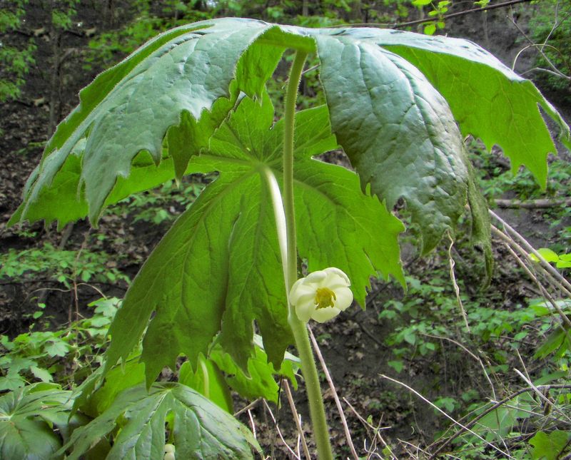 Podophyllum Peltatum