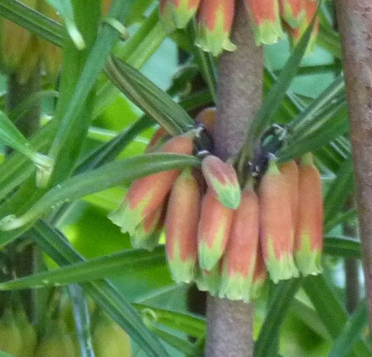 Polygonatum kingianum. (Orange/Red Form)