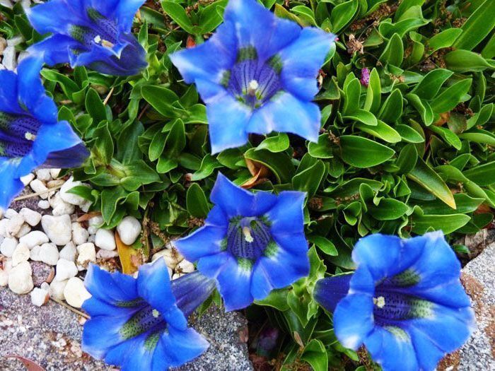 Gentiana Acaulis