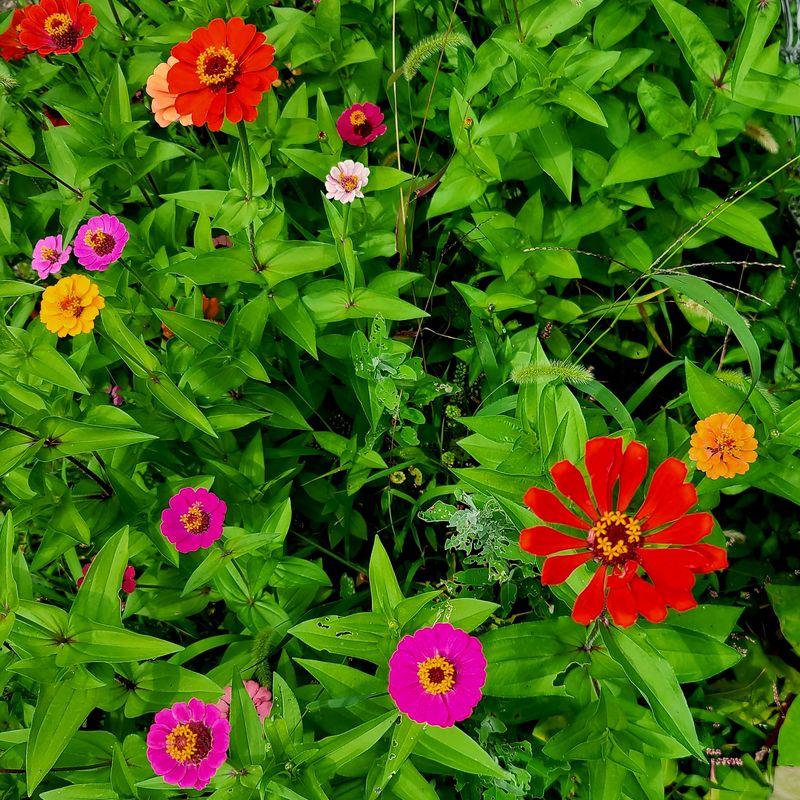 50+ Zinnia Flower Seeds