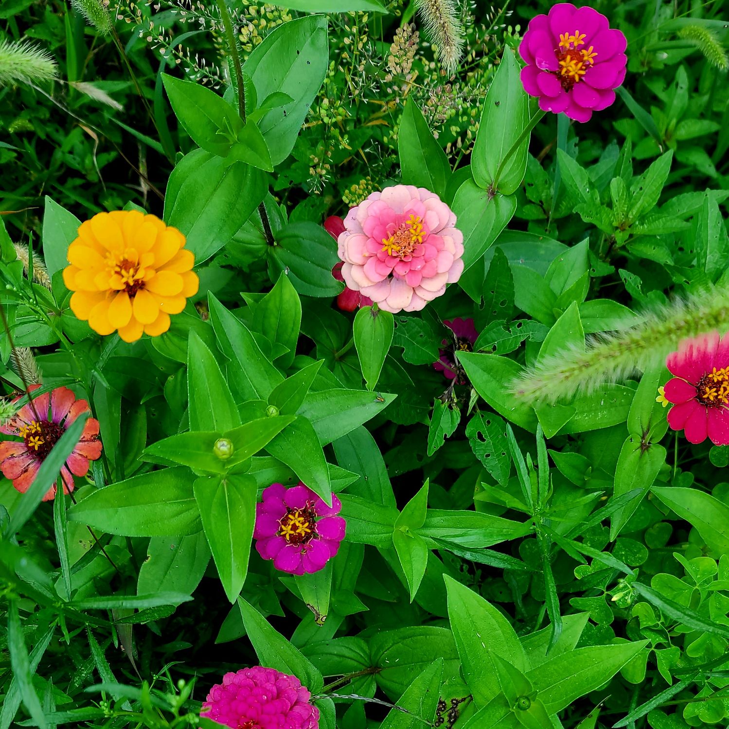 50+ Rainbow Zinnia Seeds