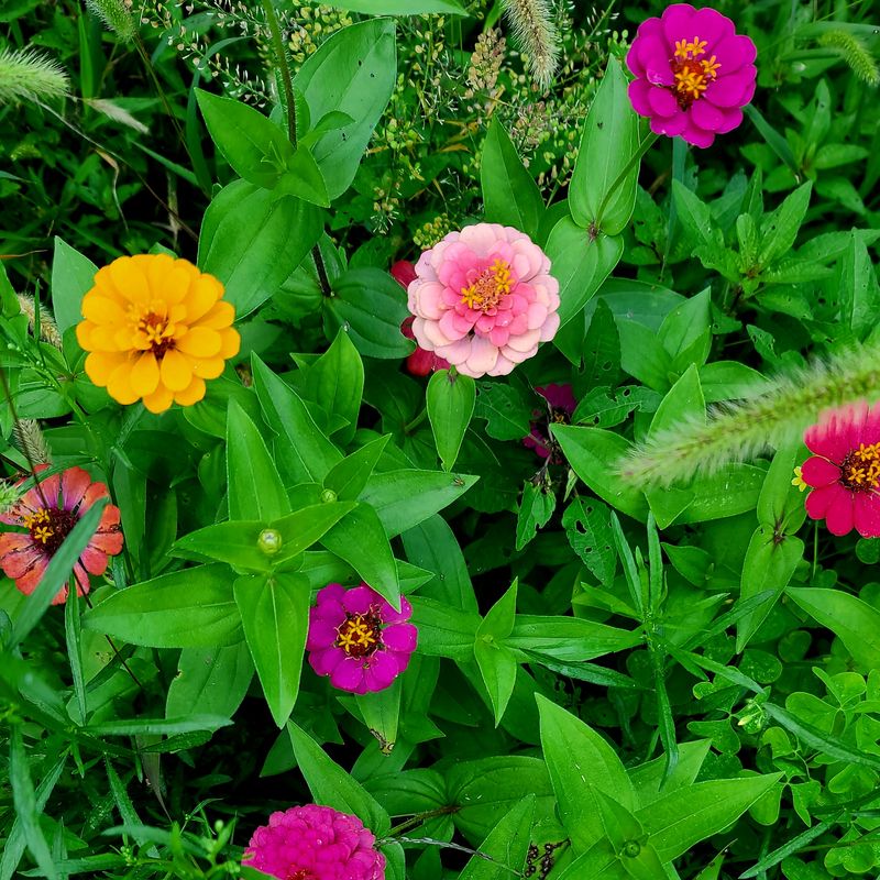 50+ Rainbow Zinnia Seeds