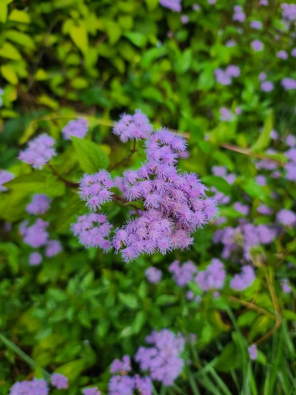 50+ Blue Mink Flower Seeds