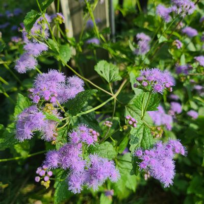 50+ Blue Mink Flower Seeds