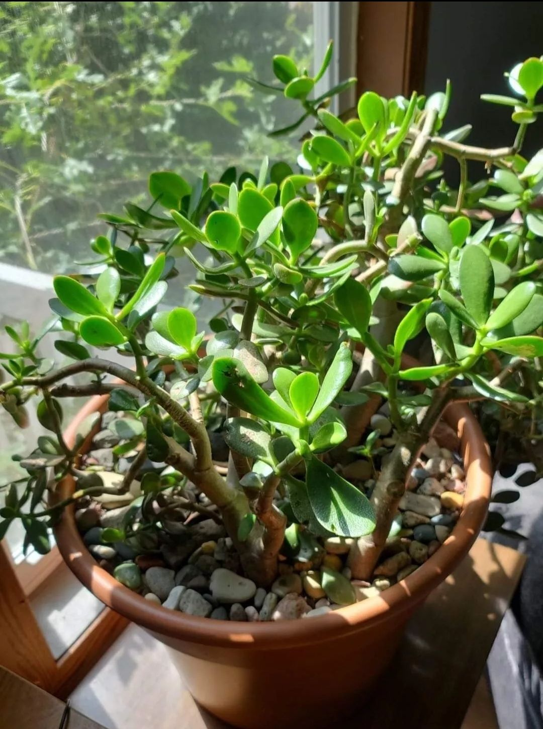 Jade plant Start