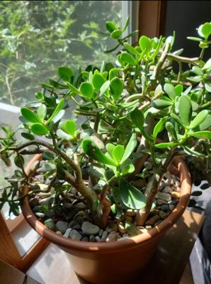 Jade plant Start