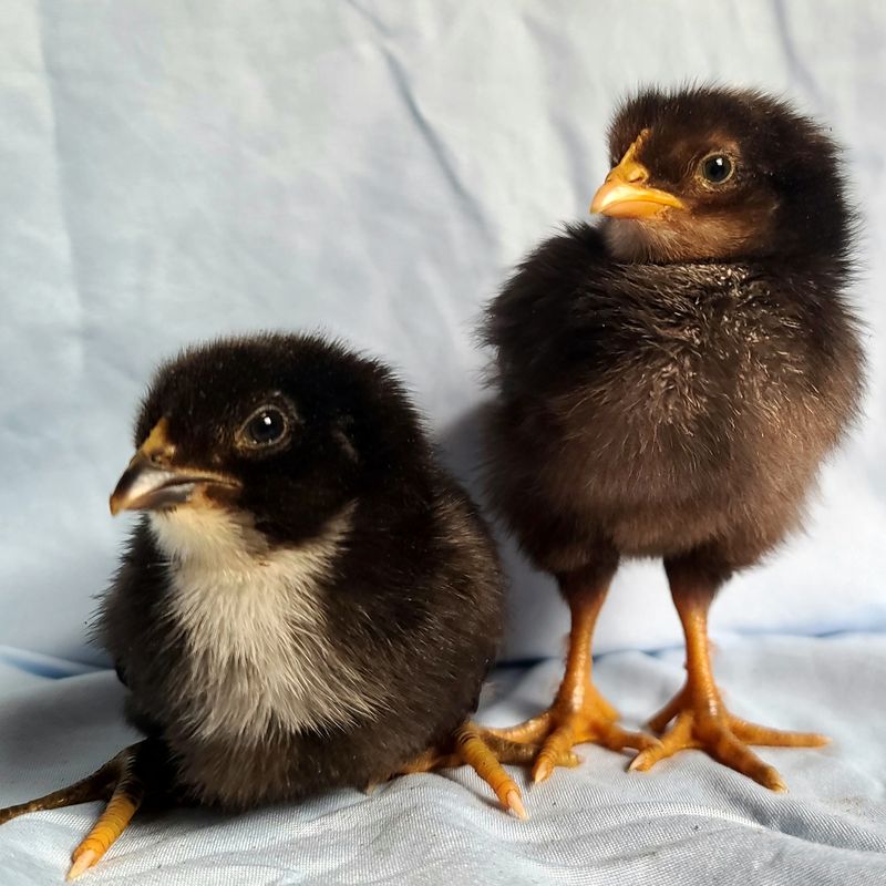 Mars-Bar Olive Egger Chicks | Sexed