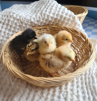 Spearmint Egger Chicks | Straight Run