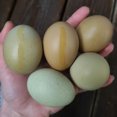 (12) Green Spectrum Mix