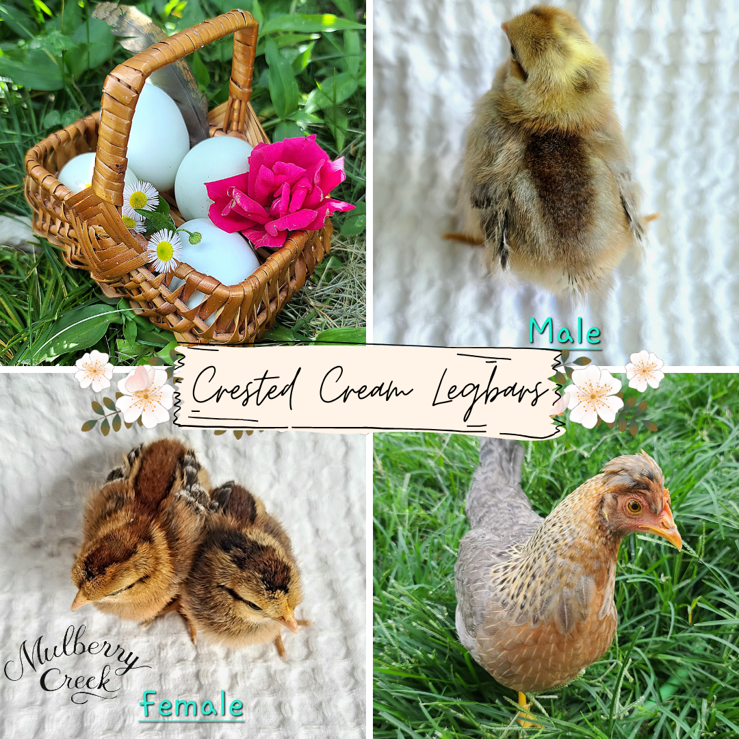 Crested Cream Legbar Chicks | Sexed