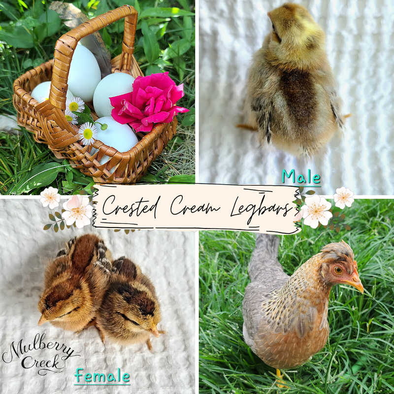 Crested Cream Legbar Chicks | Sexed