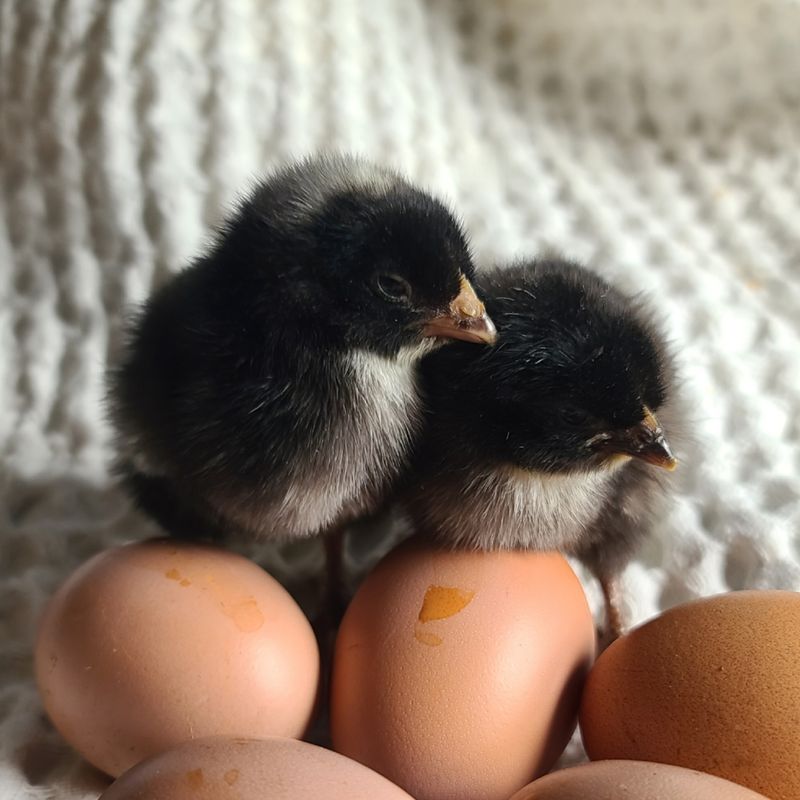 Mystic Marans Chicks | Sexed