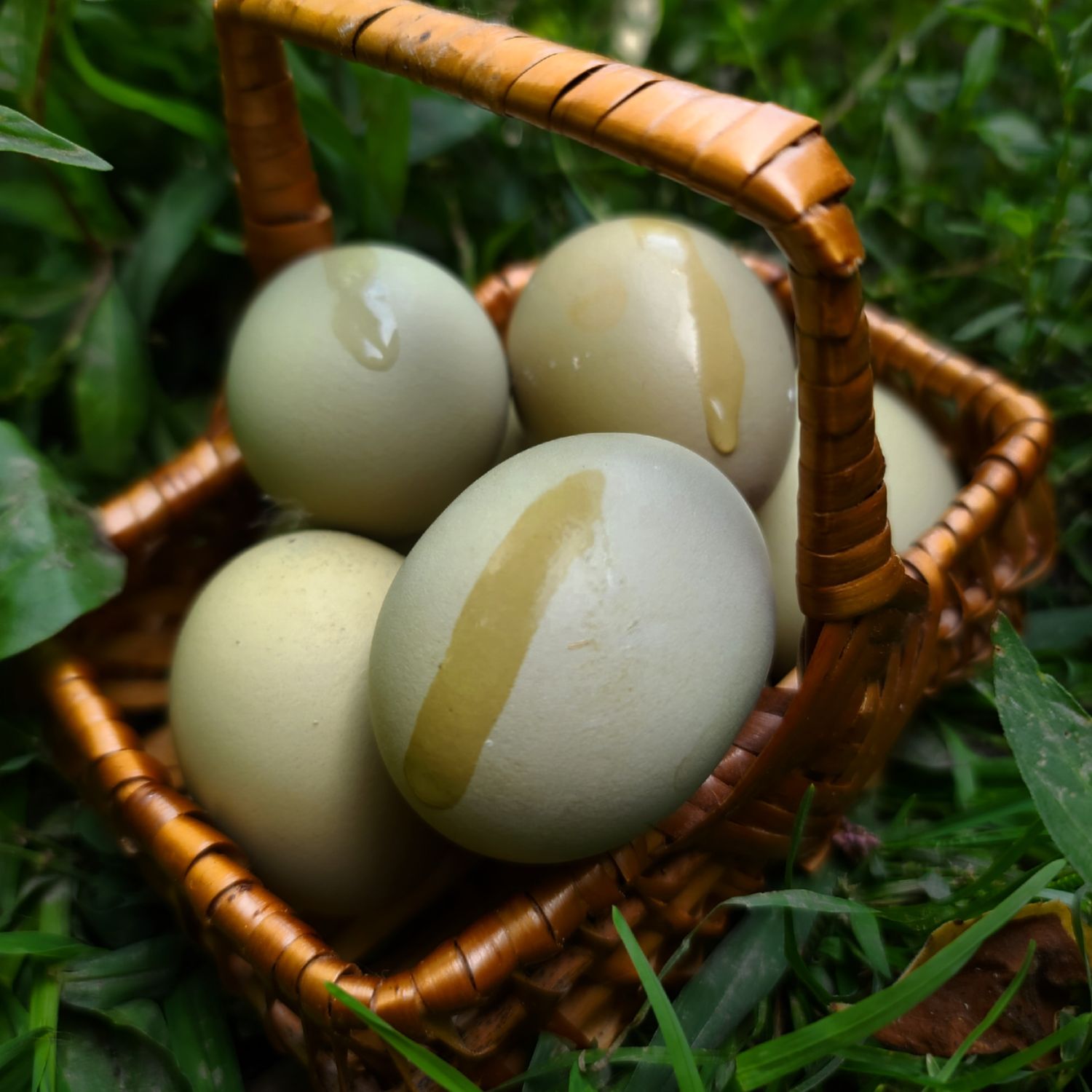 (12) Mars-Bar sexlink Olive Egger Hatching Eggs
