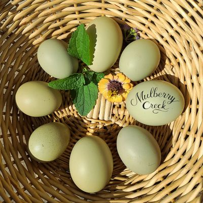 Spearmint Egger Chicks | Straight Run