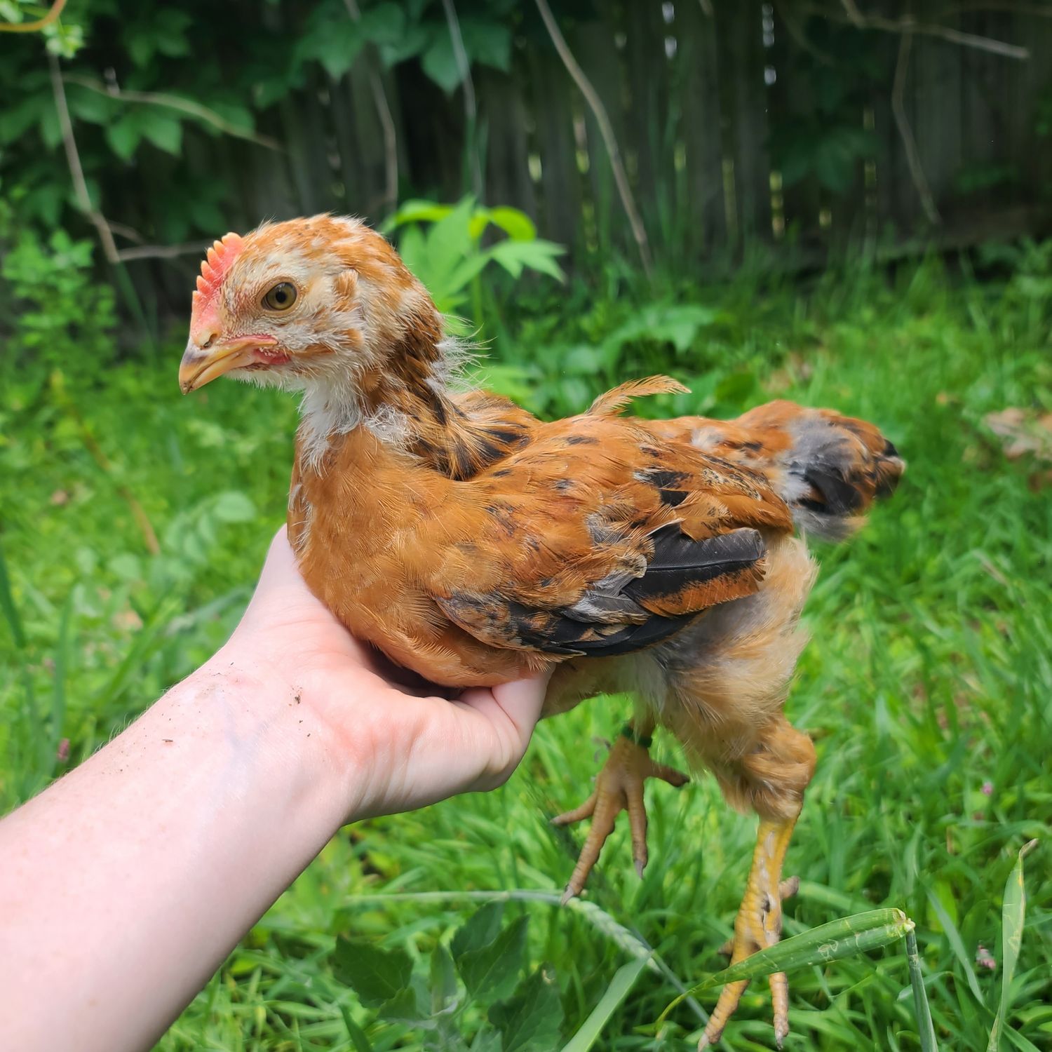 Forest Egger Cockrell 