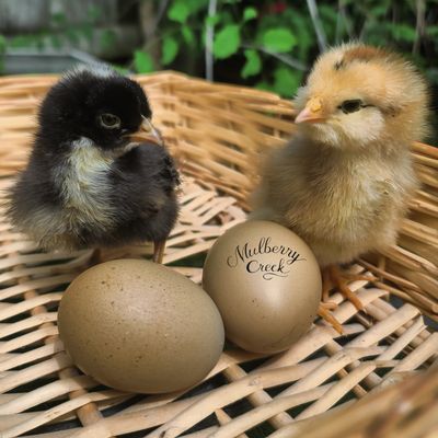 Olive Egger Chicks | Straight Run