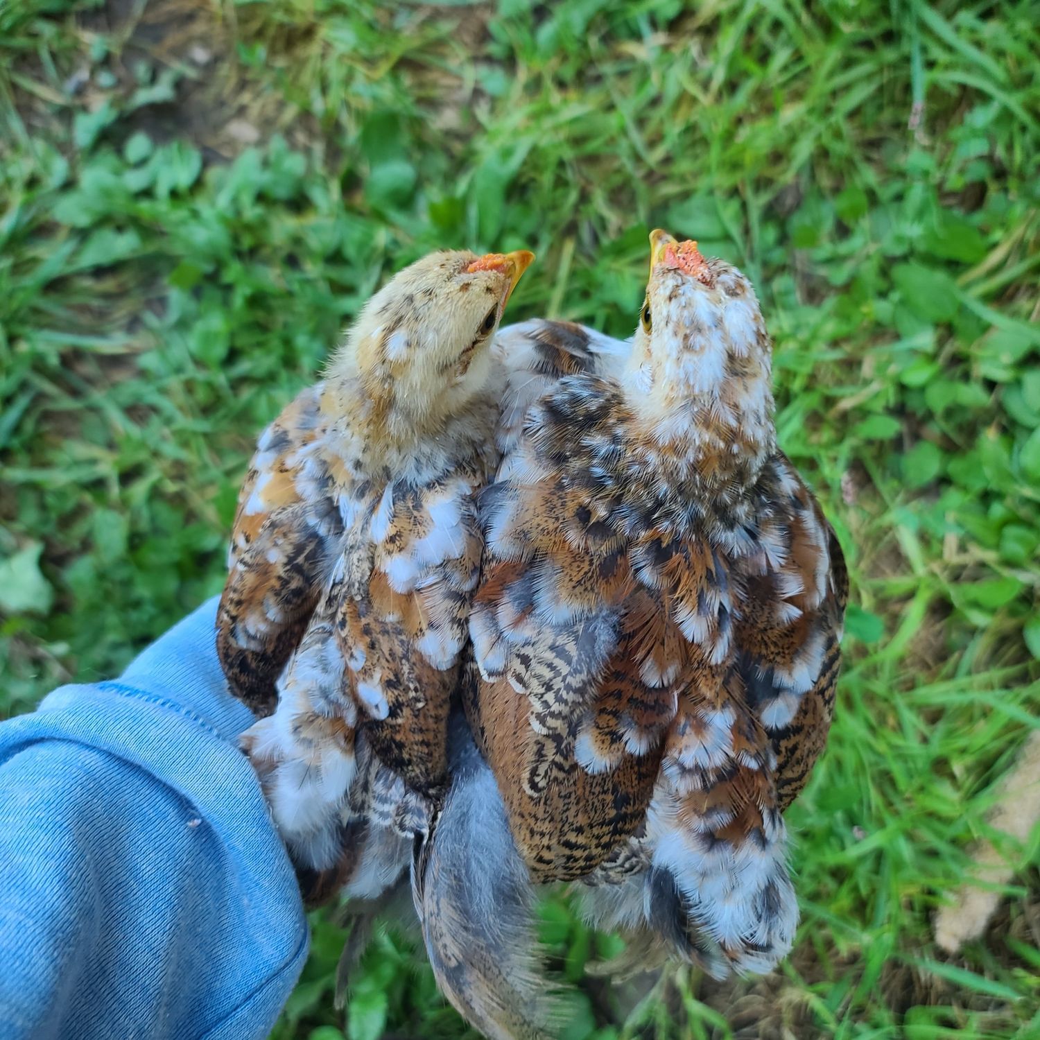 Pair of calico bantams