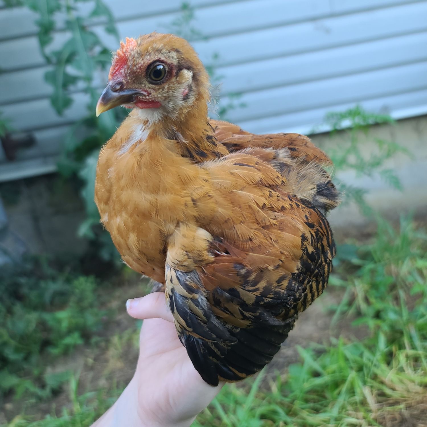 Bantam Cochin Cockrel