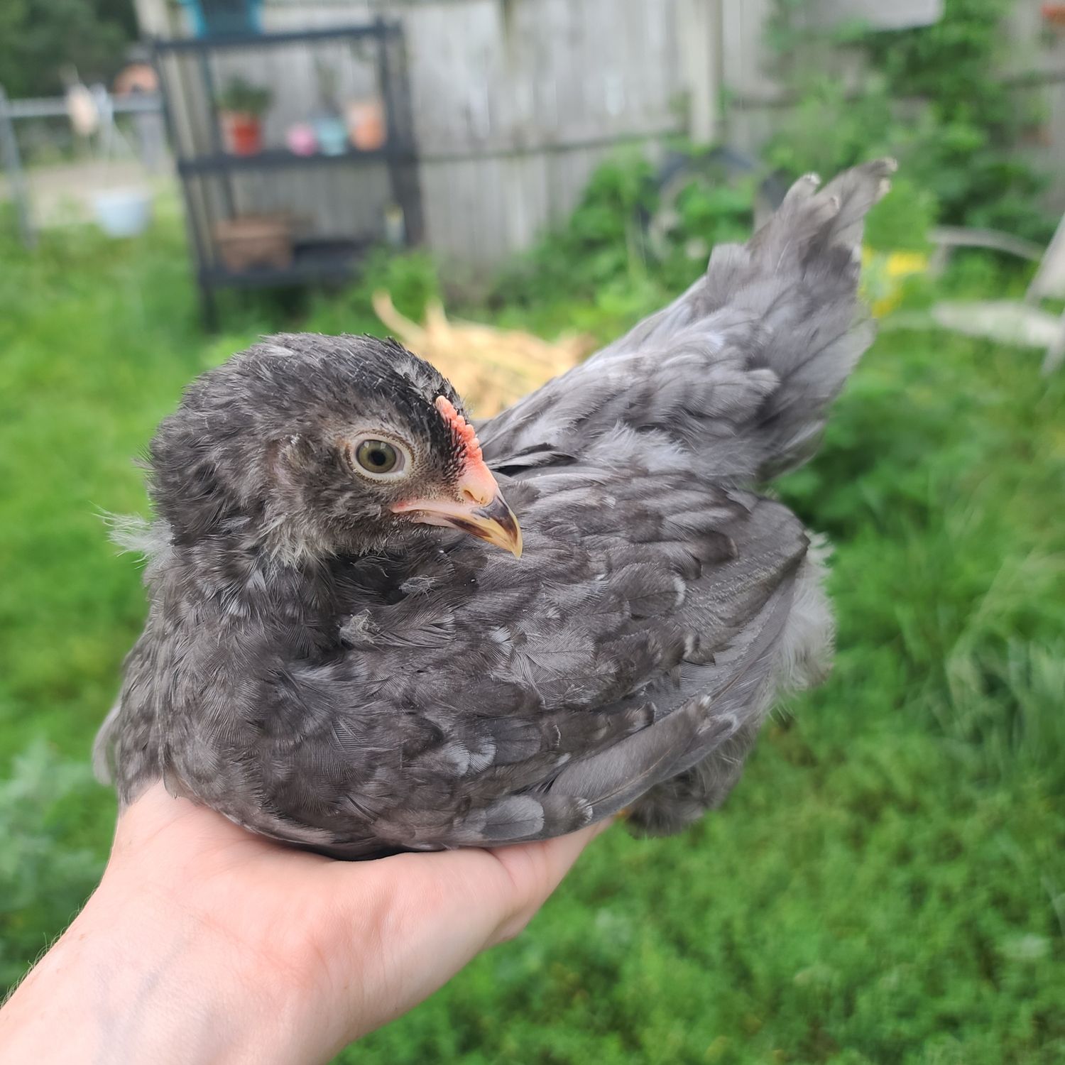 Sea Foam Egger Cockerel 